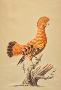 Rupicola Rupicola av Sarah Stone