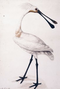 Skednäbb, 1777