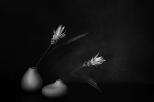  av Saskia Dingemans