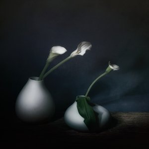 Stämningsfulla calla-blommor