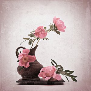 Mjukt rosa pioner