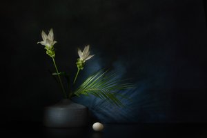 Vita blommor – mörkt stilleben