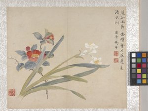 8-bladsalbum med blommor, mitten av 1700-talet (bläck och färg på papper) av School Chinese