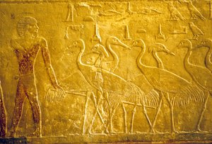 Forntida Egypten, Väggristning/-målning, Mastaba/Tomb of Ti, Saqqara, 5:e dynastin, En bonde leder tama tranor (foto) av School Egyptian