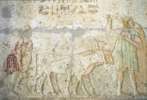 Forntida Egypten, Väggristning/-målning, Petosiris grav, Tuna el Gebel, 300 f.Kr, Plöjning och sådd av grödor (foto) av School Egyptian
