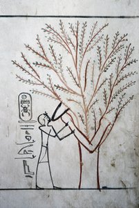 Luxor, Thebe: Konungarnas dal. Tomb of Thutmosis (Tuthmosis eller Thutmes) III (-1504 - -1450), farao av Egypten. av School Egyptian
