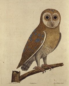 Uggla (färgad gravyr) av School English