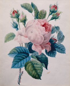 En ros (penna och akvarell) av School French