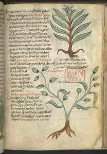 Harley 4986, f.39 Gurka; Cannabis, från "The Book of Herbal Medicines" (Ett ört) (bläck och färg på duk) av School German
