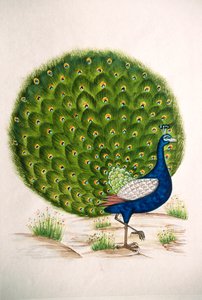Miniatyrmålning på siden Påfågel av School Indian