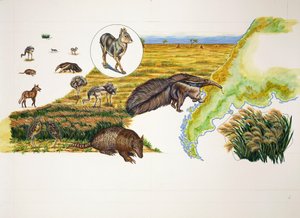 Argentina, Pampas (färg litho) av School Italian