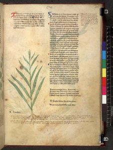 Egerton 747 Tractatus de herbis (växtbaserade) c.1280-1310 (bläck & färg på veläng) av School Italian