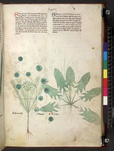 Egerton 747 Tractatus de herbis (växtbaserade) c.1280-1310 (bläck & färg på veläng) av School Italian
