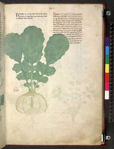 Egerton 747 Tractatus de herbis (växtbaserade) c.1280-1310 (bläck & färg på veläng) av School Italian