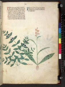 Egerton 747 Tractatus de herbis (växtbaserade) c.1280-1310 (bläck & färg på veläng) av School Italian
