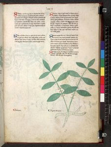 Egerton 747 Tractatus de herbis (växtbaserade) c.1280-1310 (bläck & färg på veläng) av School Italian