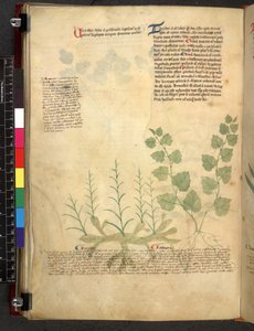Egerton 747 Tractatus de herbis (växtbaserade) c.1280-1310 (bläck & färg på veläng) av School Italian