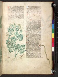 Egerton 747 Tractatus de herbis (växtbaserade) c.1280-1310 (bläck & färg på veläng) av School Italian