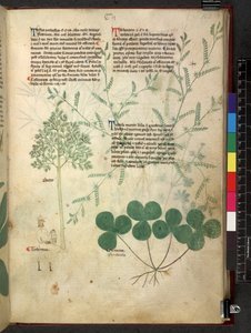 Egerton 747 Tractatus de herbis (växtbaserade) c.1280-1310 (bläck & färg på veläng) av School Italian