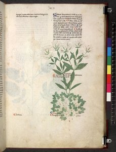 Egerton 747 Tractatus de herbis (växtbaserade) c.1280-1310 (bläck & färg på veläng) av School Italian
