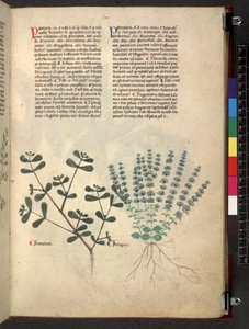 Egerton 747 Tractatus de herbis (växtbaserade) c.1280-1310 (bläck & färg på veläng) av School Italian