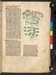 Egerton 747 Tractatus de herbis (växtbaserade) c.1280-1310 (bläck & färg på veläng) av School Italian