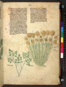 Egerton 747 Tractatus de herbis (växtbaserade) c.1280-1310 (bläck & färg på veläng) av School Italian