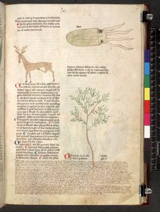 Egerton 747 Tractatus de herbis (växtbaserade) c.1280-1310 (bläck & färg på veläng) av School Italian