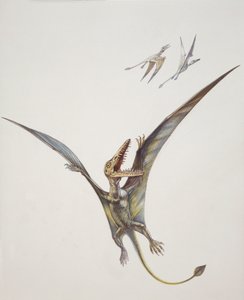 Rhamphorhynchoid, Jurassic period (färg litho) av School Italian