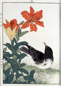 Koltrast och lilja blommor - japanskt tryck av Japanese School