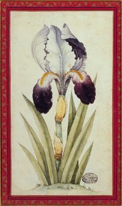 Studie av en flagga Iris (akvarell på papper)