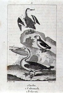 Grebe, Culterneb och Pelican från A History of the Earth and Animated Nature, London 1816 (kopparplåtsgravyr) av School Spanish