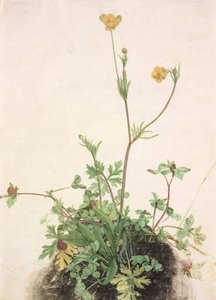 Tyska: Smörblomma, rödklöver och groblad Smörblommor, rödklöver och groblad av School of Albrecht Dürer
