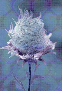 Wood Avens4, 2019 av Scott J. Davis