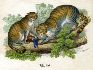Antikt tryck av två Bobcats av Scottish School