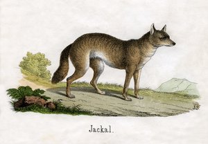 Antikt tryck av en schakal av Scottish School