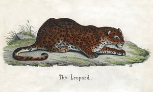Antikt tryck av en afrikansk leopard av Scottish School