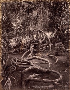 En ranka i Peradeniya Gardens, Ceylon av Scowen and Co.