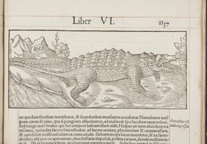Cosmographia, Fol 1137, 1544 av Sebastian Munster
