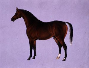 Oppidan, ca 1840 (akvarell på papper) av Shaik Muhammad Amir of Karraya