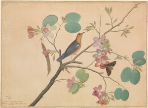 En orangehövdad marktrast och en dödshuvudmal på en lila ebenholts orkidégren av Shaikh Zain ud Din (fl.1777 83)