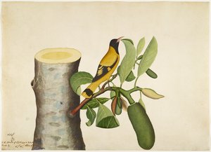 Svart huva Oriole och insekt på Jackfruit Stump, folio från en serie beställd av Lady Impey, 1778