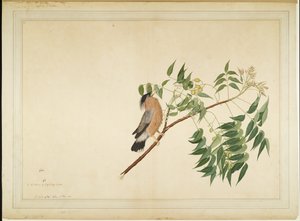 Brahminy Starling på Neem Tree Branch, folio från en serie beställd av Lady Impey, 1780