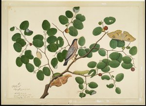 Brahminy Starling med två antheraea-fjärilar, larv och kokong på indiskt jujubeträd, folio från en serie beställd av Lady Impey, 1777