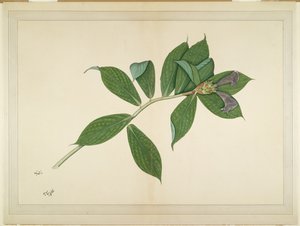 Crepe Ginger Plant, folio från en serie beställd av Lady Impey, ca 1780