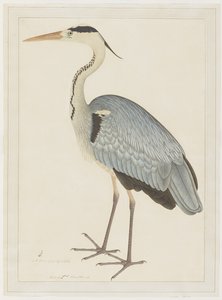 Grey Heron, folio från en serie beställd av Lady Impey, ca 1780-82