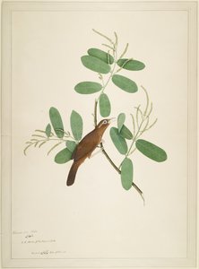 Hwamei på Terminalia Branch, folio från en serie beställd av Lady Impey, 1780