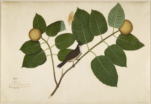 Röd morrhår Bulbul och Aganais Ficus Moth på Kadamba Branch, folio från en serie beställd av Lady Impey, 1777