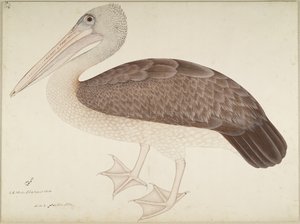 Spotbilled Pelican, folio från en serie beställd av Lady Impey, ca 1780-82