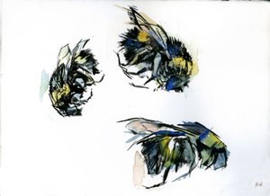 Bee Studies, 2024 (tusch på papper)